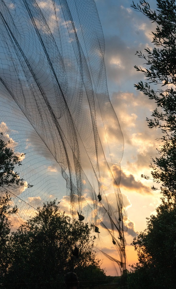 Third Cyprus Autumn Bird Protection Camp Report 2022